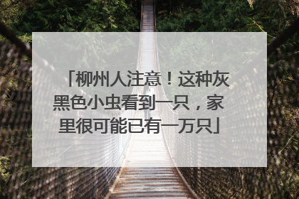 柳州人注意！这种灰黑色小虫看到一只，家里很可能已有一万只